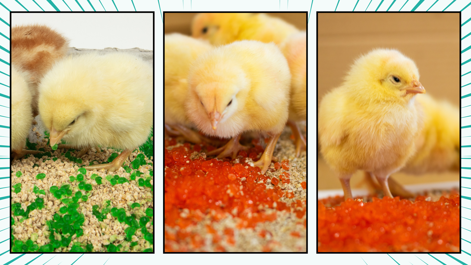 Strong Results for Poultry Growers Drive Expansion of AquaBeads® Product Line