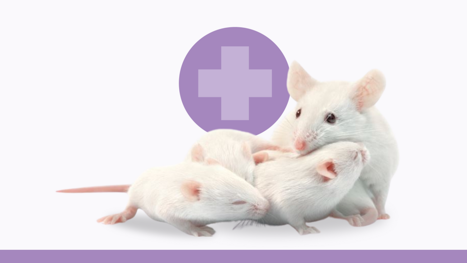 Technical Bulletin: DietGel® Prenatal Improves C57BL/6J Breeding Performance and Pup Health