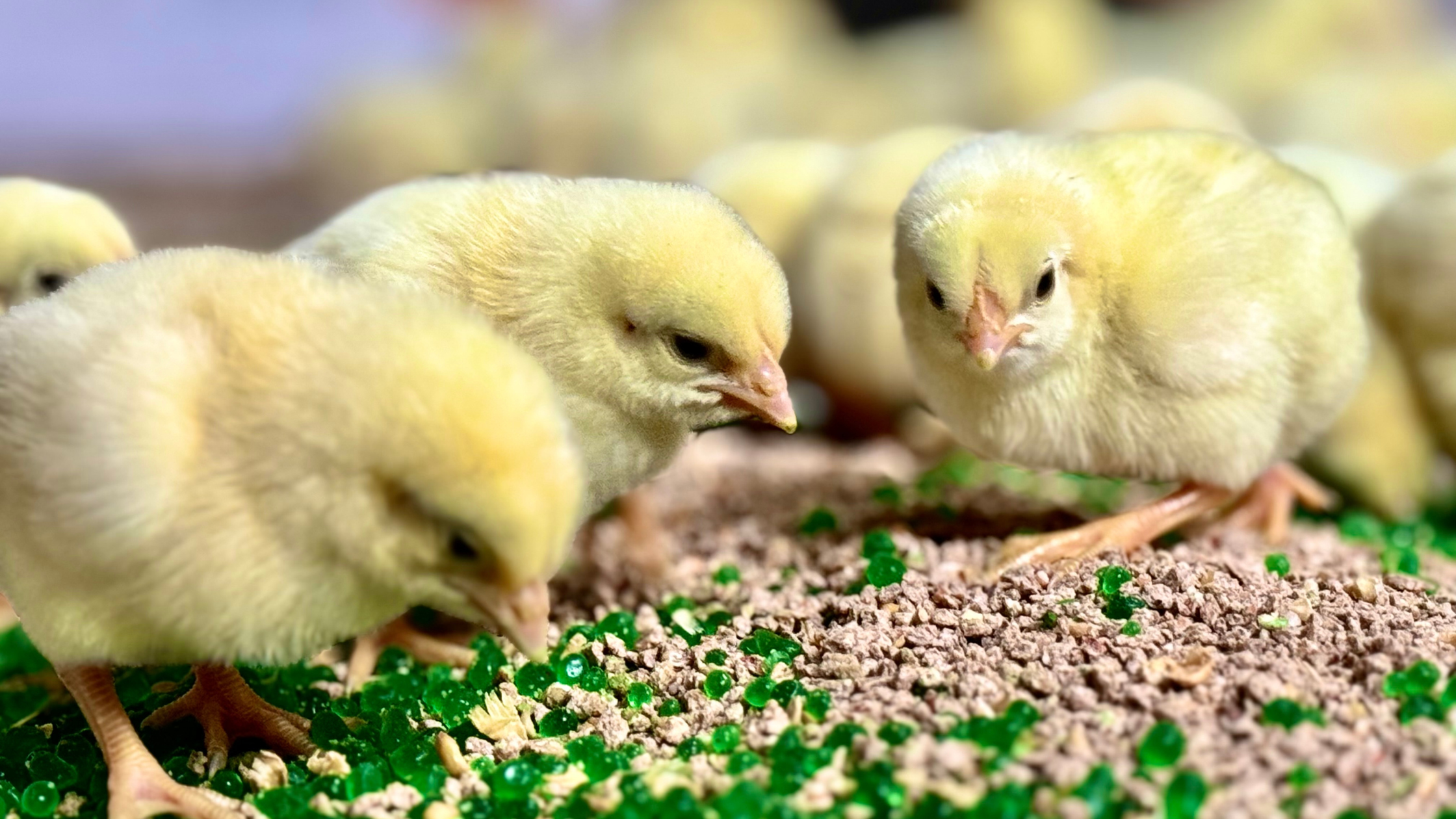 Instruction Guide: How to Apply AquaBeads® for Improved Poultry Performance