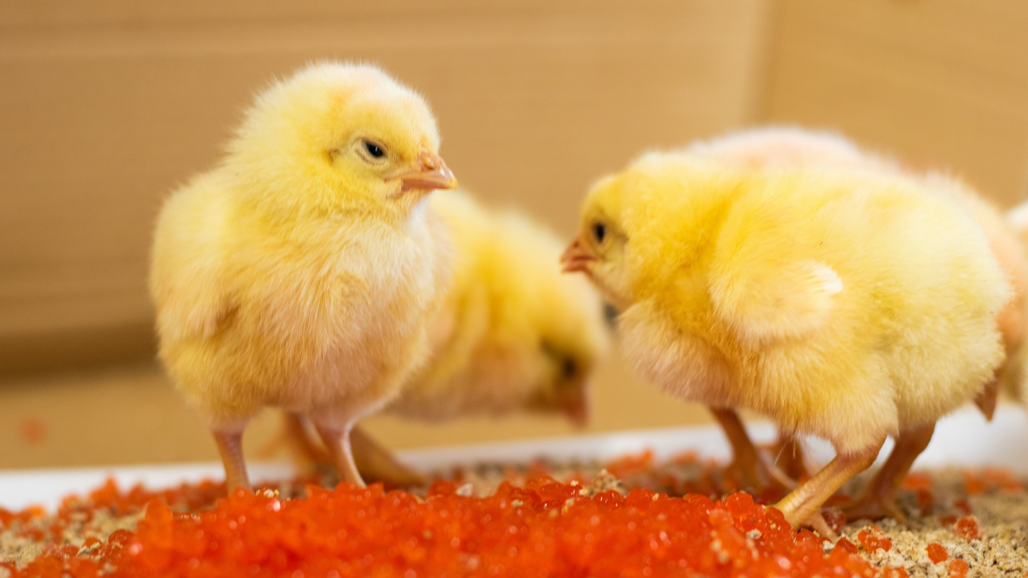 Instruction Guide: How to Apply AquaBeads® X for Improved Poultry Performance