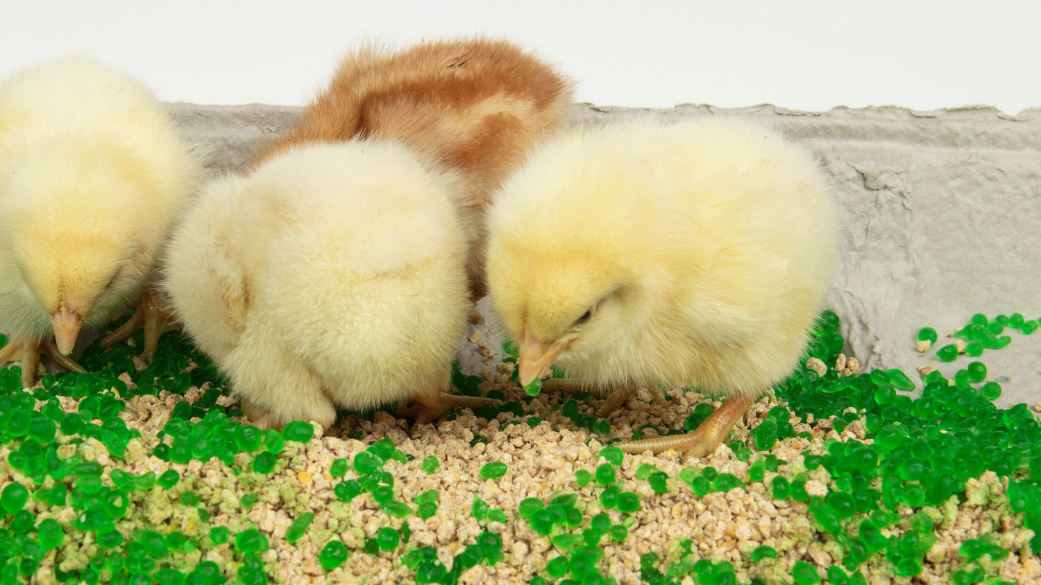 Optimizing Day-Old Broiler Chick Placement with AquaBeads®