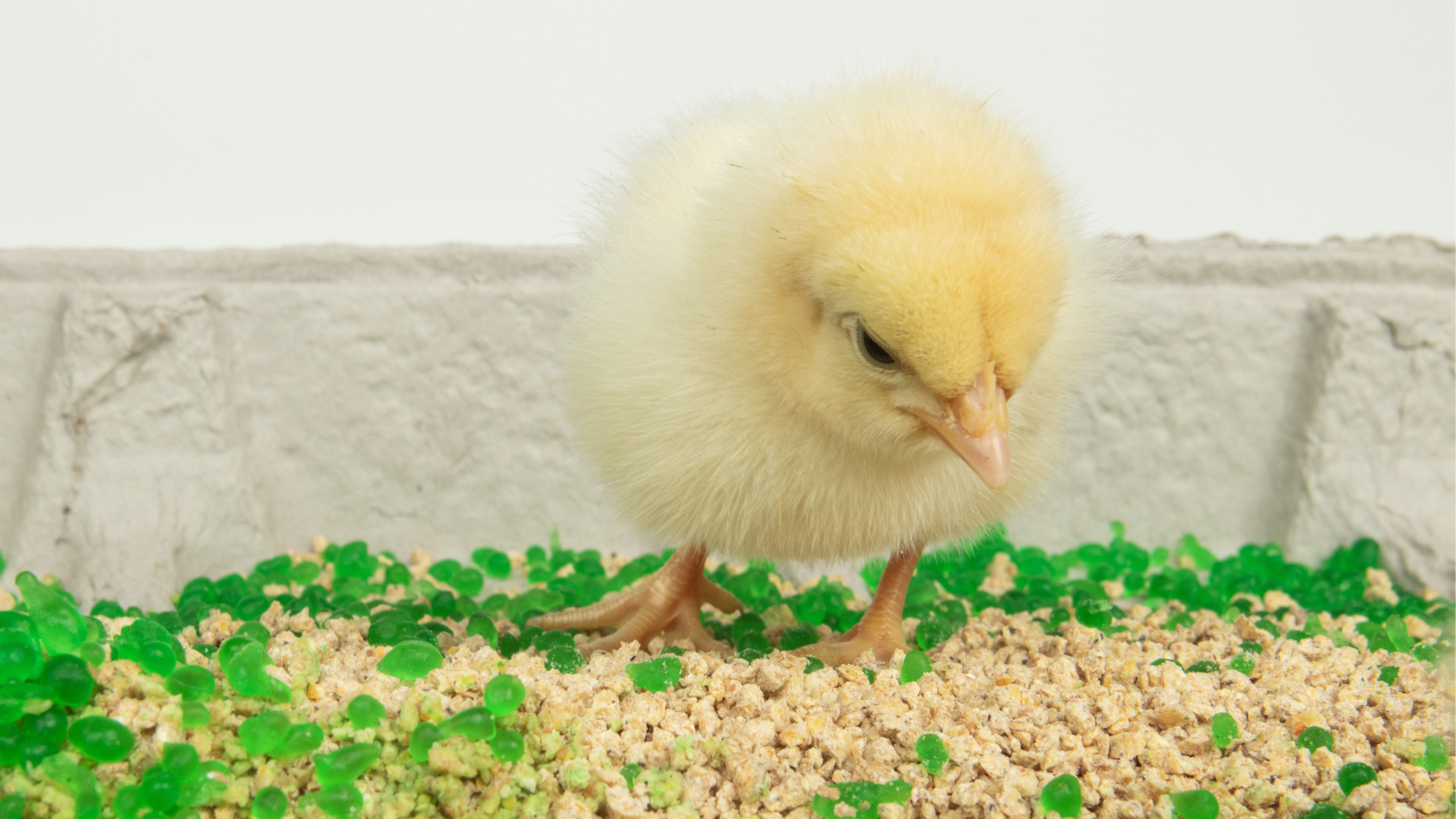Technical Bulletin: Evaluation of AquaBeads® Supplementation on First-Week Mortality and Growth in Broiler Chicks