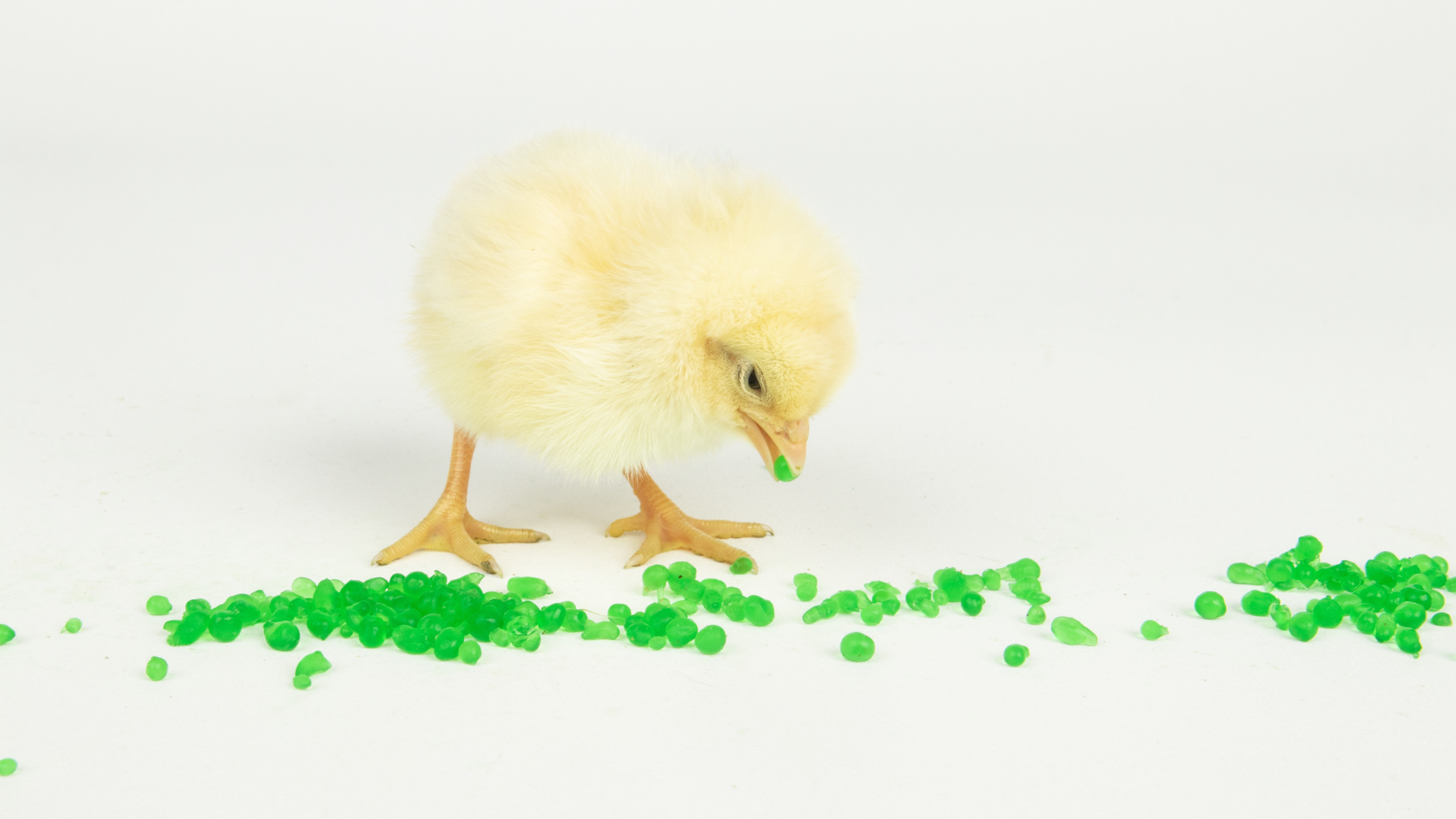 Technical Bulletin: Evaluation of AquaBeads® on the Growth Performance and Intestinal Development of Broiler Chicks