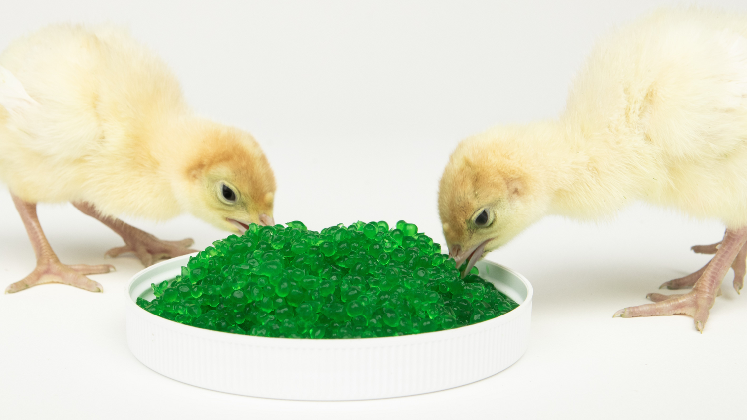 Technical Bulletin: Evaluation of the effect of AquaBeads® supplementation at placement on 24h crop fill, feeding behavior, and 10-day performance of turkey poults