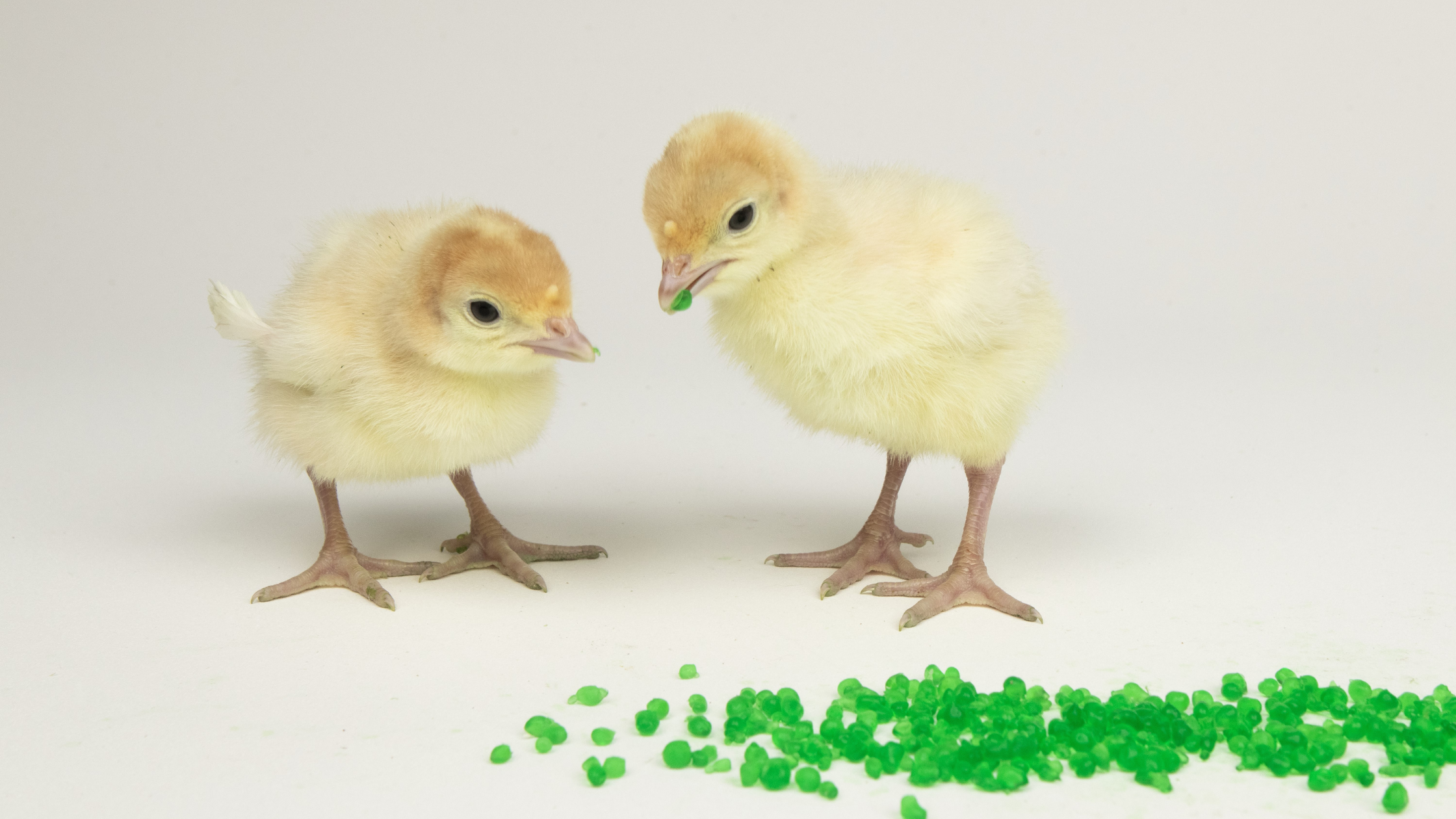 Technical Bulletin: Feasibility of AquaBeads® as a vehicle for administering a commercial coccidiosis vaccine to turkey poults on day-of-hatch at placement