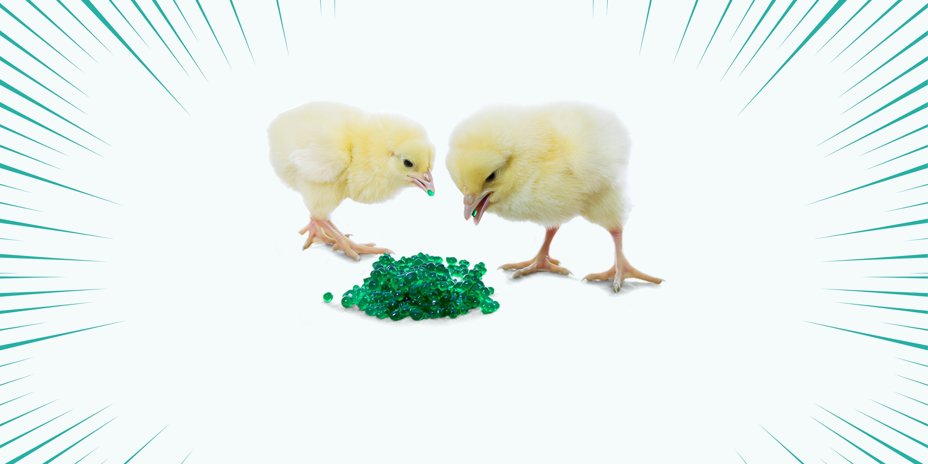 broiler chicks eating AquaBeads