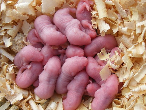 How to Increase the Success of Timed Pregnancies in Mice and Rats