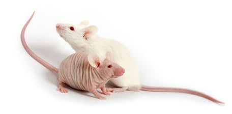 Chemotherapy Delivery to Rodents: 4 Drugs Tested in Gels