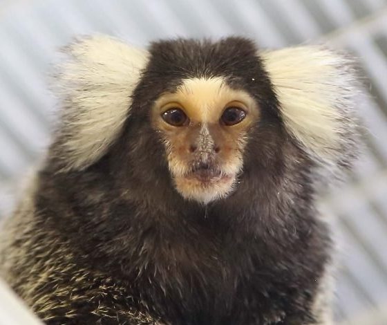 Geriatric Marmosets at Southwest National Primate Research Center Receive LabGel® Banana to Supplement their Base Diet