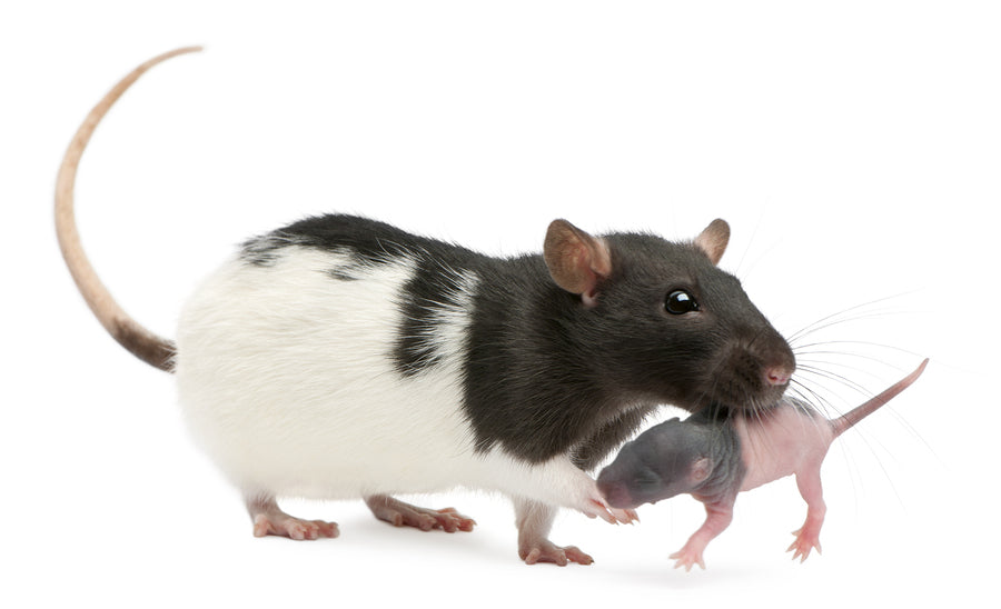 Cannibalism in Laboratory Rodents: Stressors to Avoid