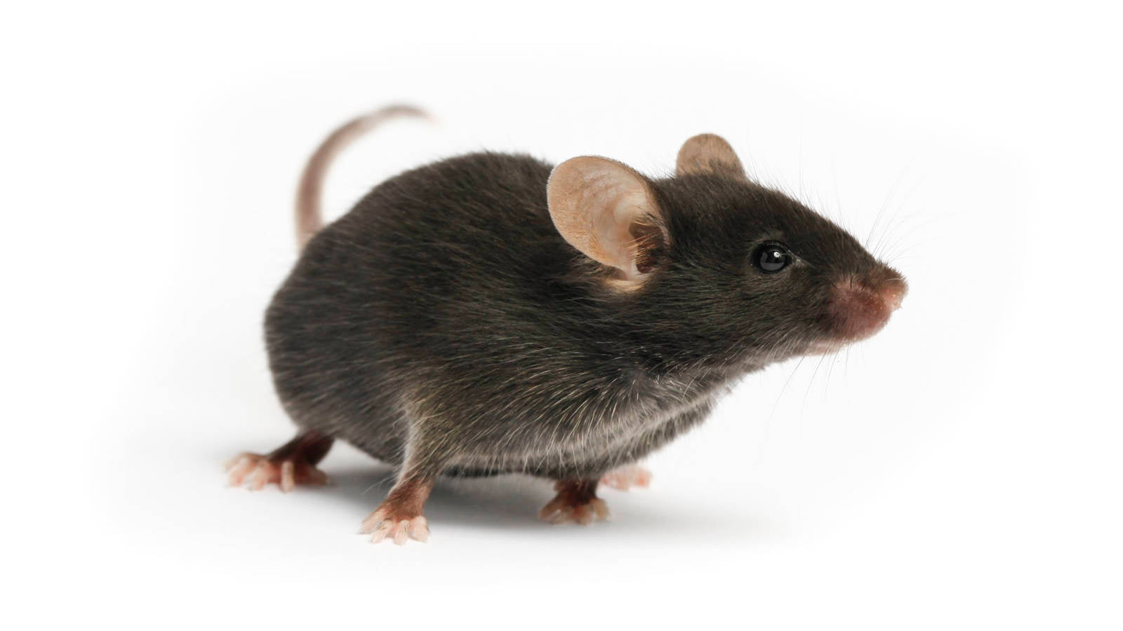 Mouse Models of Cancer: Weight Loss, Endpoints and Nutritional Support