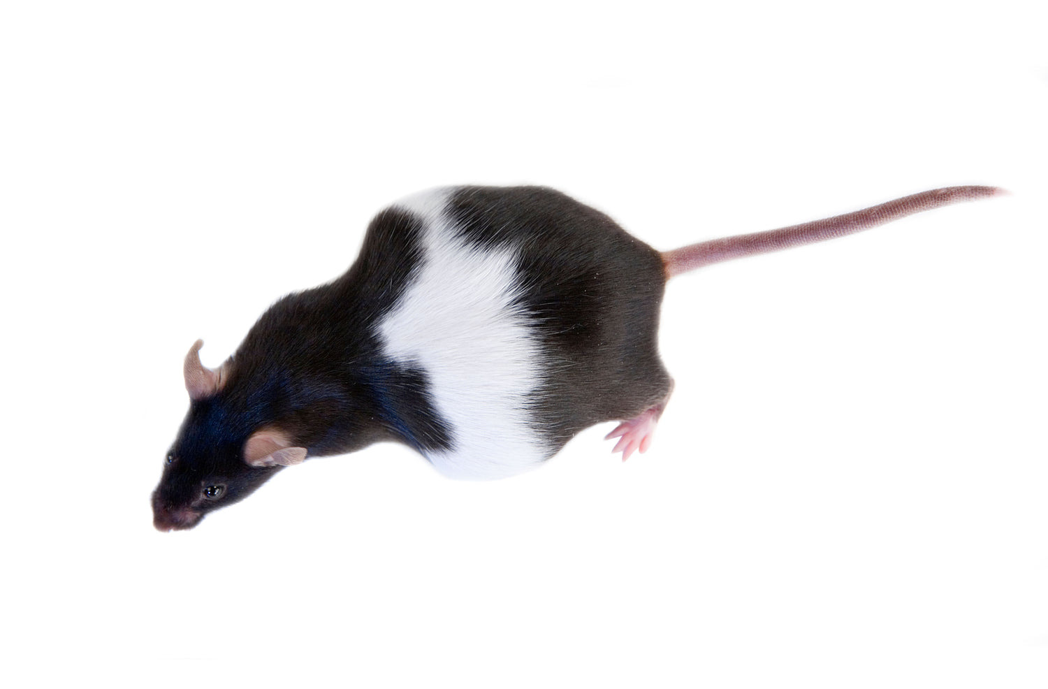 Dystocia in Laboratory Mice and Rats: Causes and Treatments