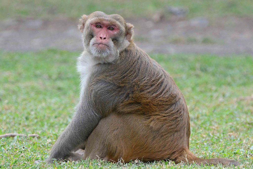 FiberBites are offered to Rhesus Macaques at The Mannheimer foundation as daily forage