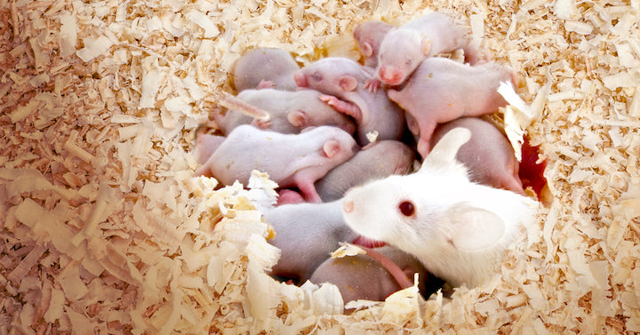 Breeding Laboratory Mice: Tips for Improving Pup Survivability, Growth, and Performance