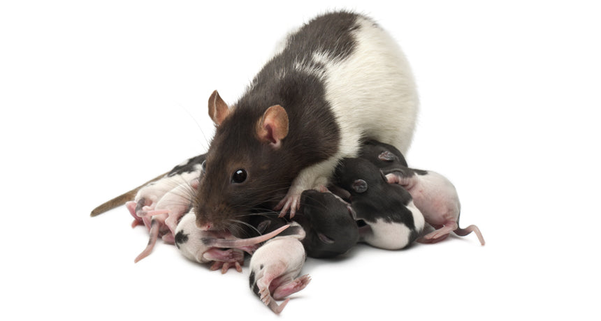 Breeding Mice & Rats (Part 2): How to Support Pregnancy and Pup Rearing