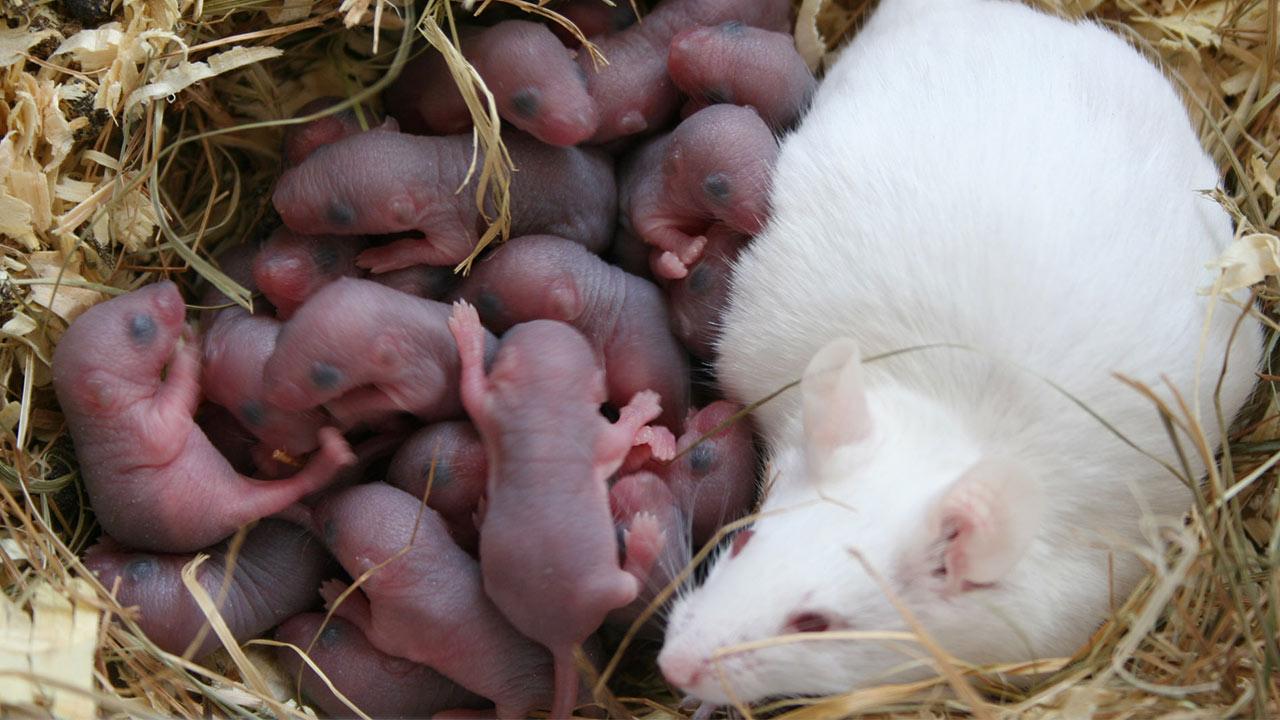 Don’t Forget The Micronutrients For Your Mice During Gestation!