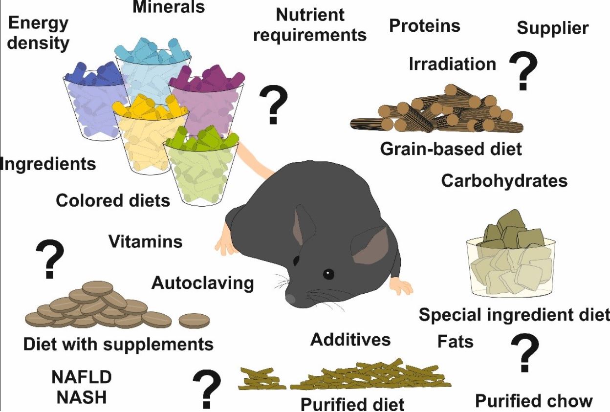 The Role of Diet in the Gut Microbiota: Standard vs. Purified Diets