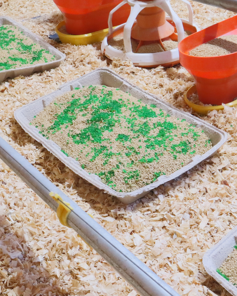 AquaBeads® supplementation stimulates activity and improves the 10-day growth performance of turkey hen poults