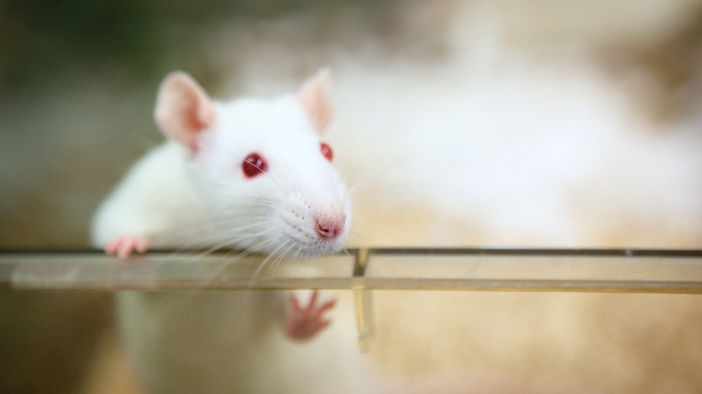 Benefits of Synchronizing Cage Lid and Bedding Changes with AquaPak®