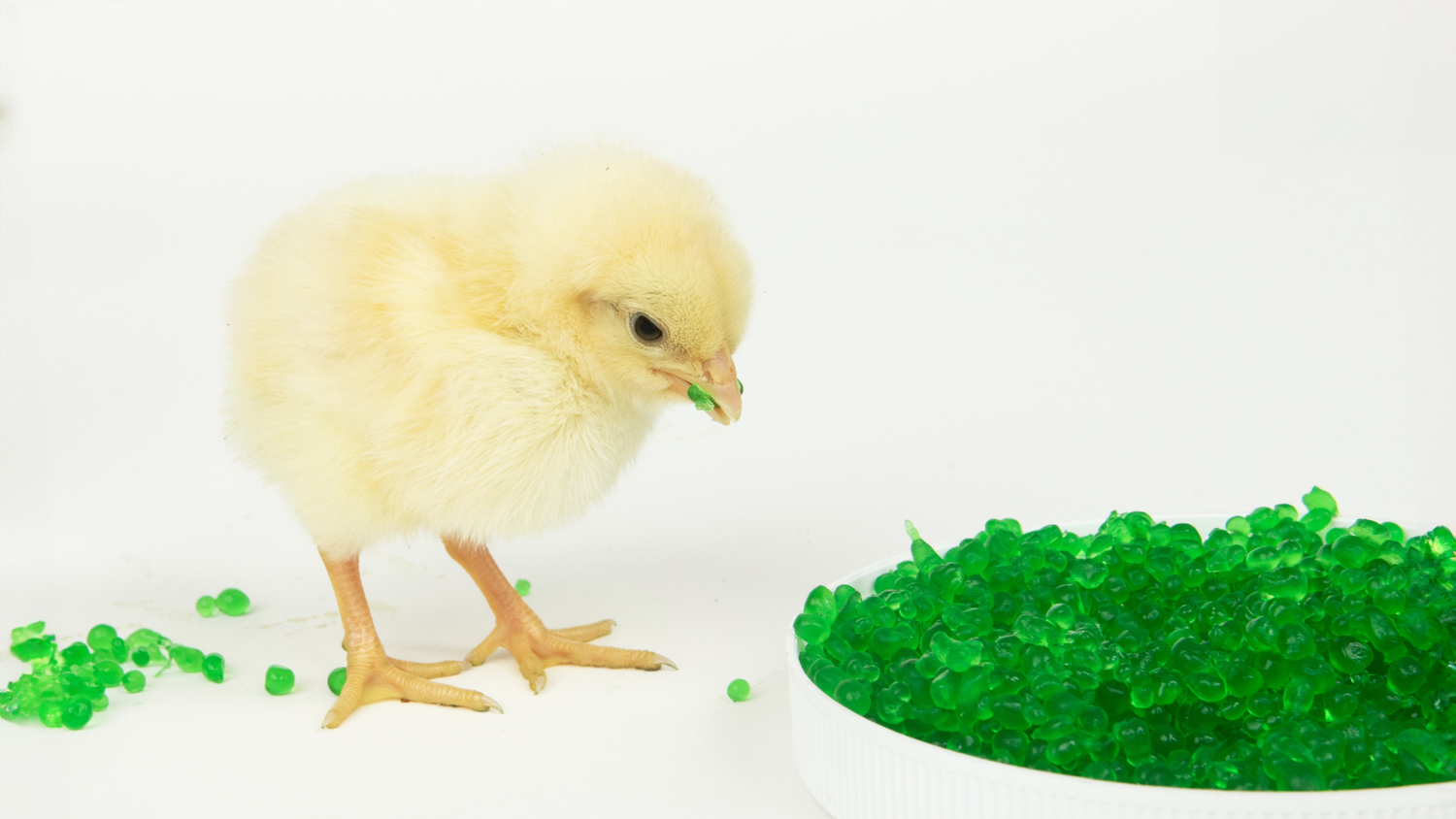 Technical Bulletin: AquaBeads®  as a Vehicle for On-Farm Coccidiosis Vaccination in Broiler Chicks