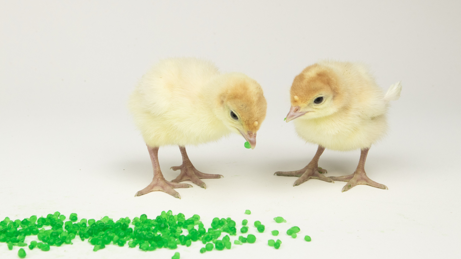 Technical Bulletin: Utilization of AquaBeads®  for Administering AviPro® Megan®  Egg Salmonella Vaccine in Turkey Poults