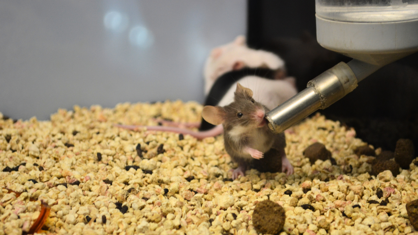 Animal Research Blog