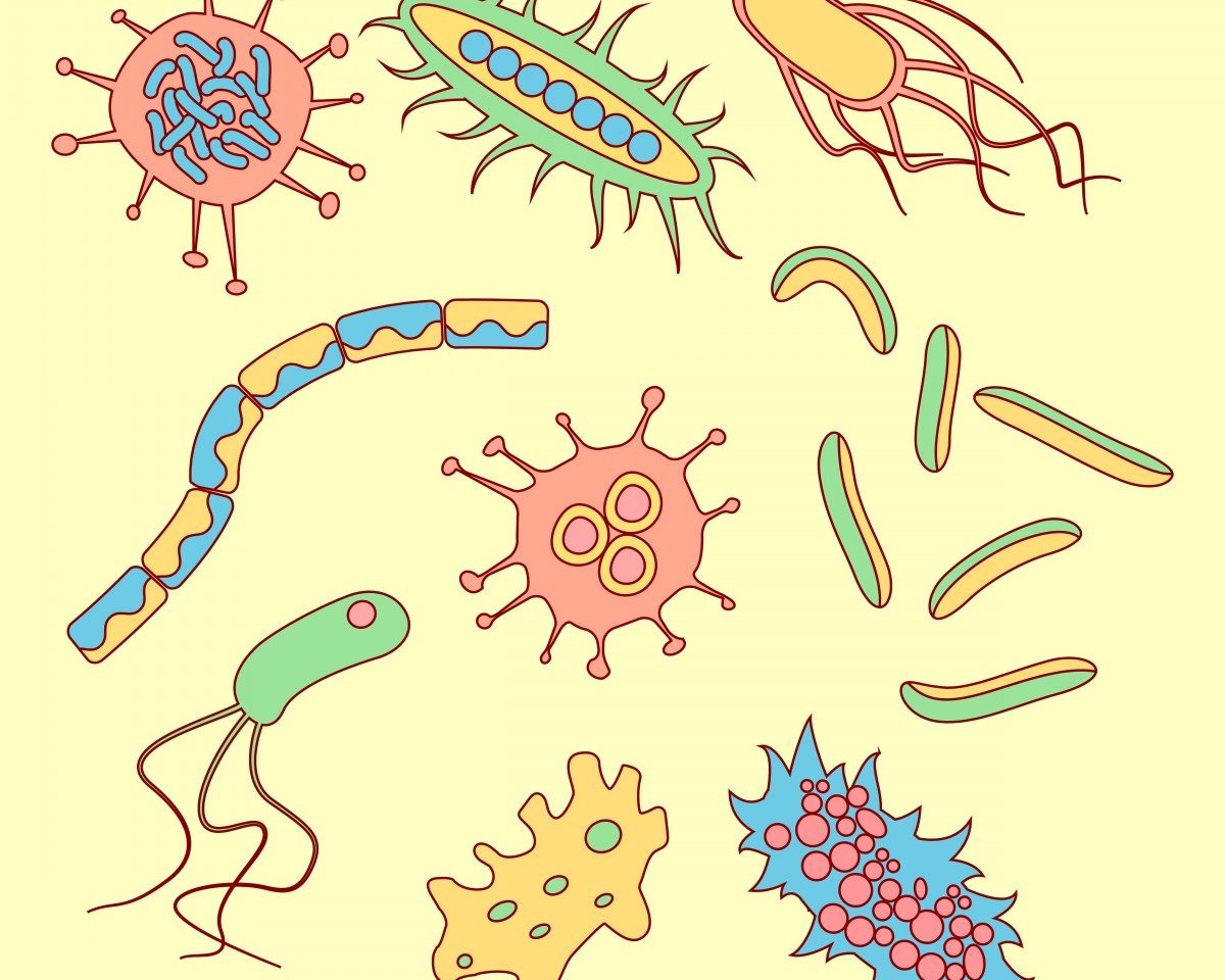 The Importance of Gut Microbiota in Reproducibility and Translatability in Research