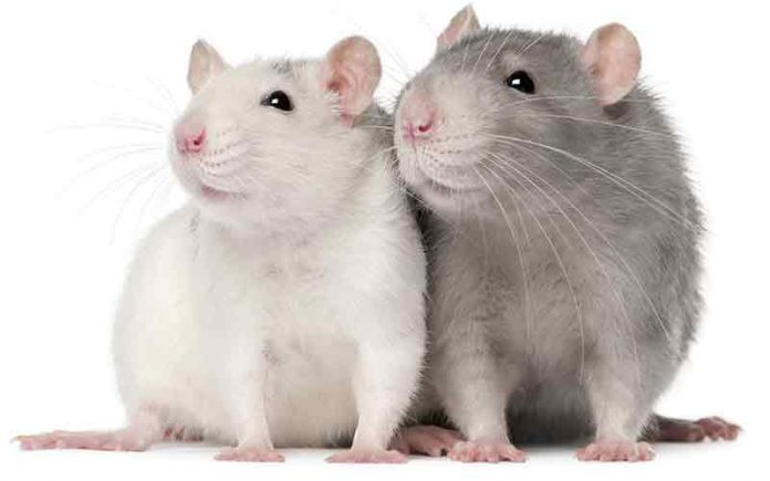 Breeding Rats and Mice (Part 1): Setting up for Success