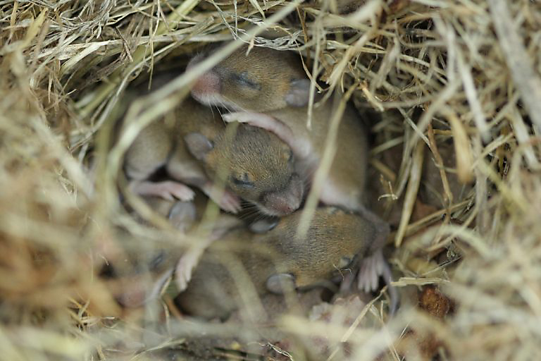 When Laboratory Mice Can’t be Parents: How to Circumvent Biology