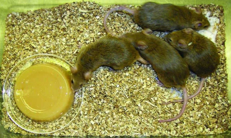 4 Recommendations for the care of irradiated mice