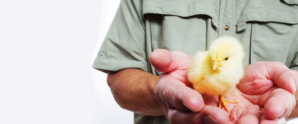 Poultry Hydration