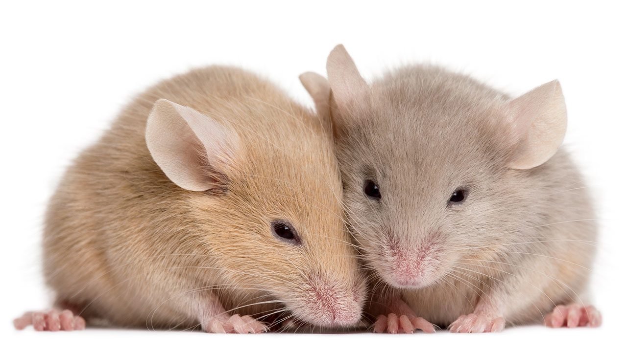 https://www.clearh2o.com/wp-content/uploads/2020/07/mice-feel-each-other-pain.jpg