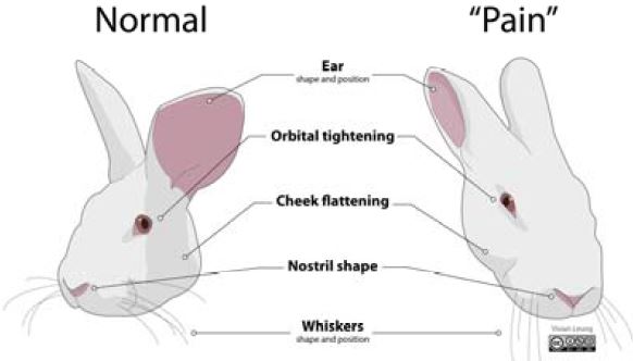 Rabbit Pain Can Be Assessed Through Grimace Scale