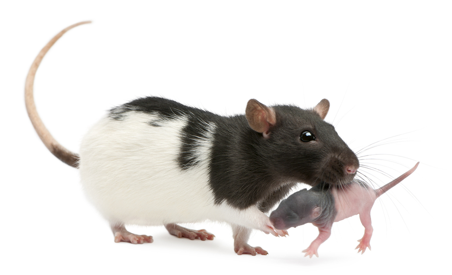 Housing and husbandry: Mouse